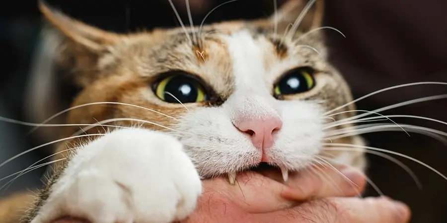 treatment-for-aggressive-cats